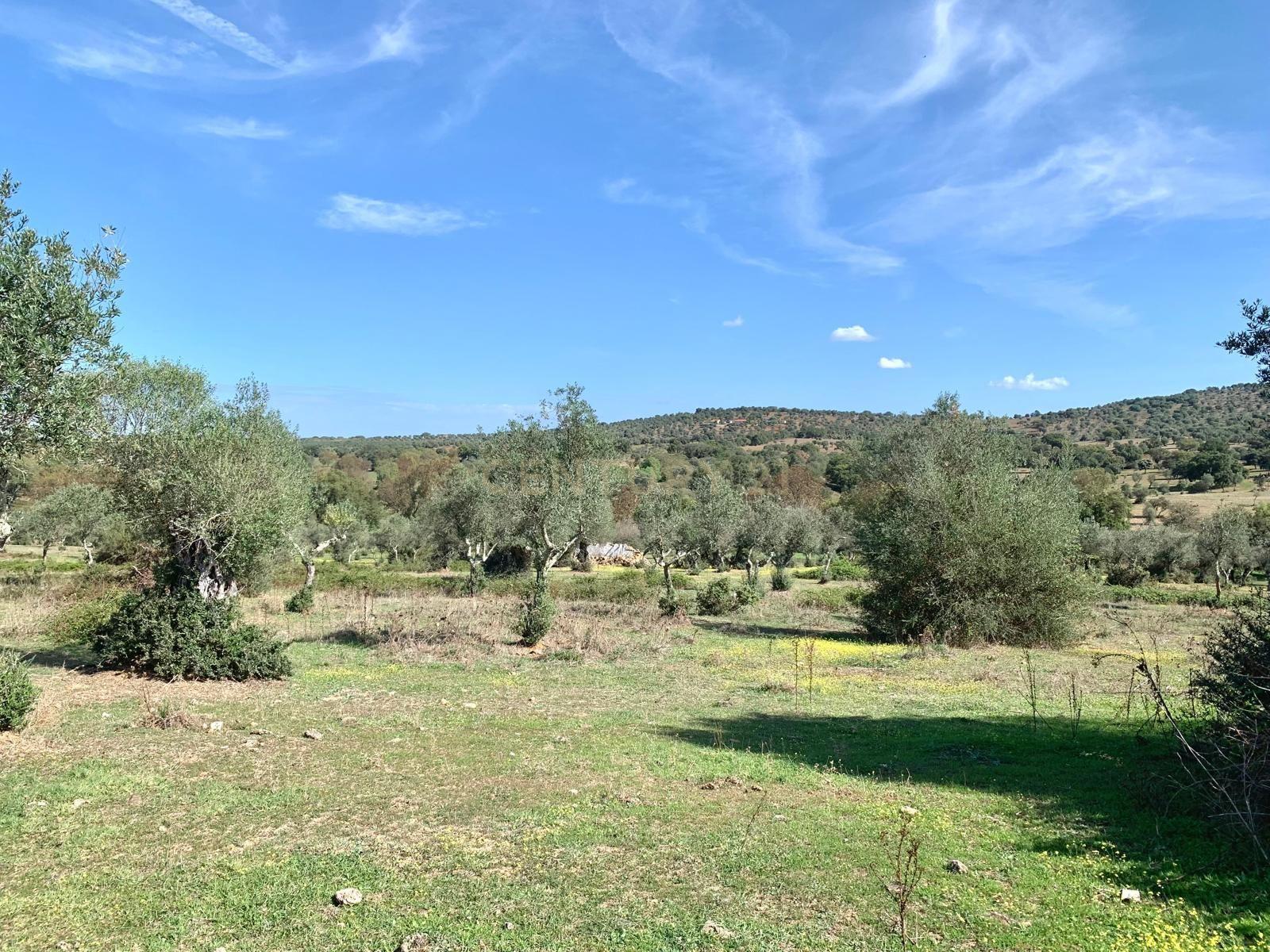 Herdade das Tapadas 87,50ha em Alter do Chão - Alentejo - Portugal - Image 39