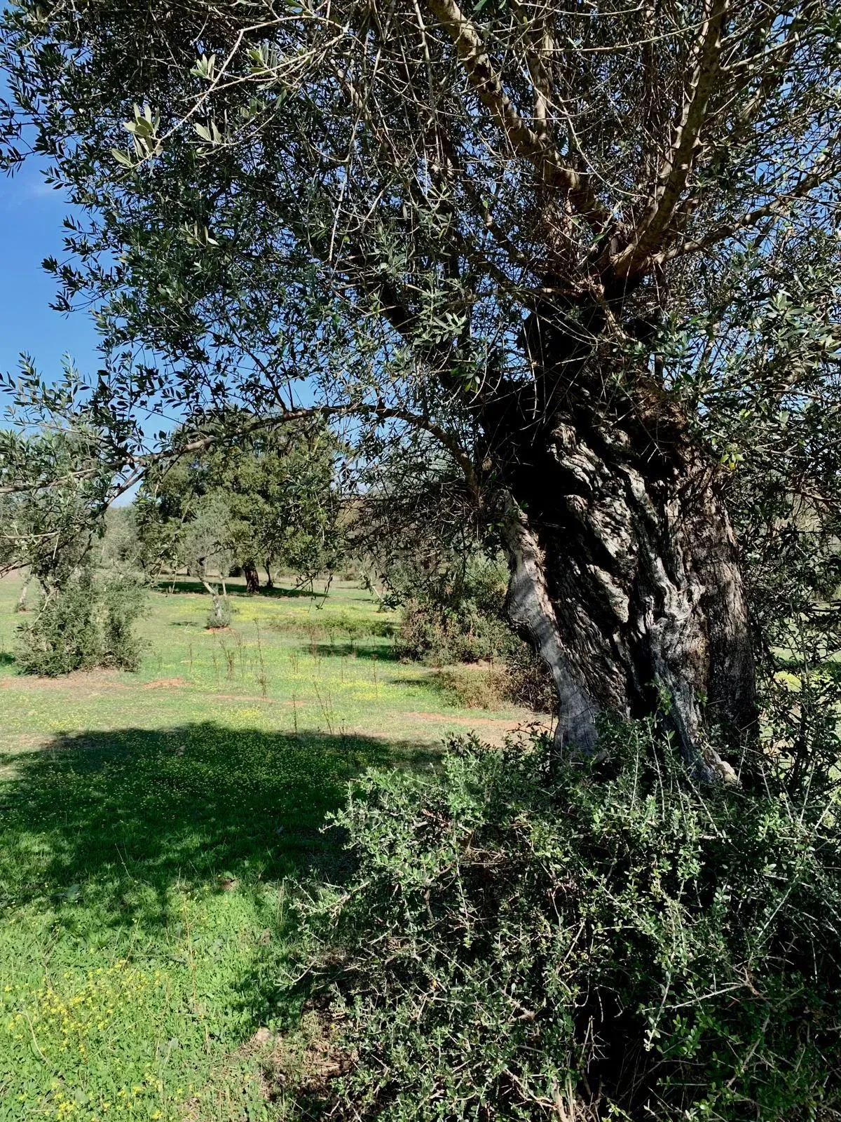 Herdade das Tapadas 87,50ha em Alter do Chão - Alentejo - Portugal - Image 1