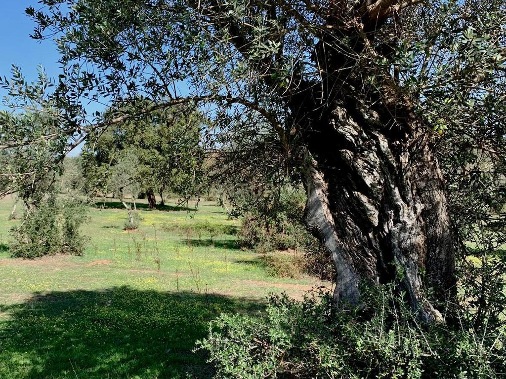 Herdade das Tapadas 87,50ha em Alter do Chão - Alentejo - Portugal - Image 1
