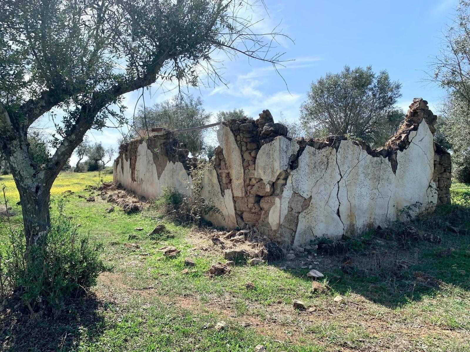 Herdade das Tapadas 87,50ha em Alter do Chão - Alentejo - Portugal - Image 49