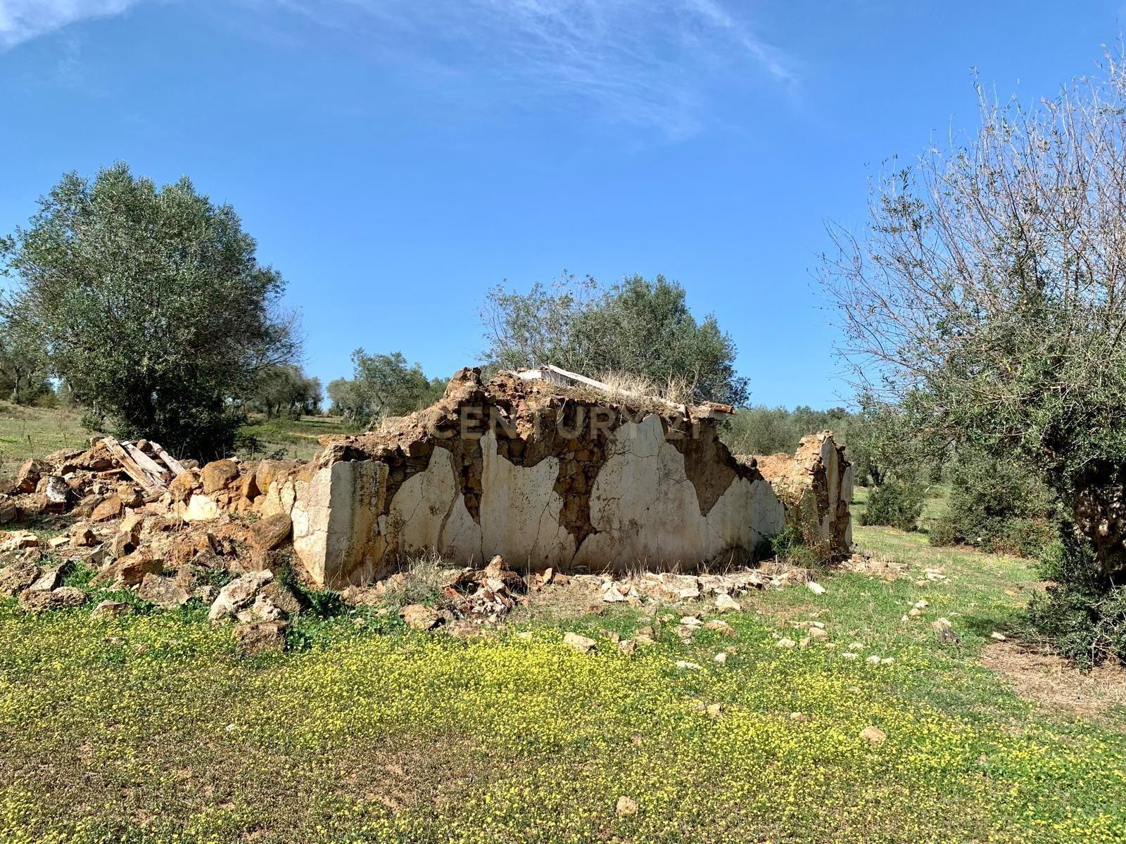 Herdade das Tapadas 87,50ha em Alter do Chão - Alentejo - Portugal - Image 42
