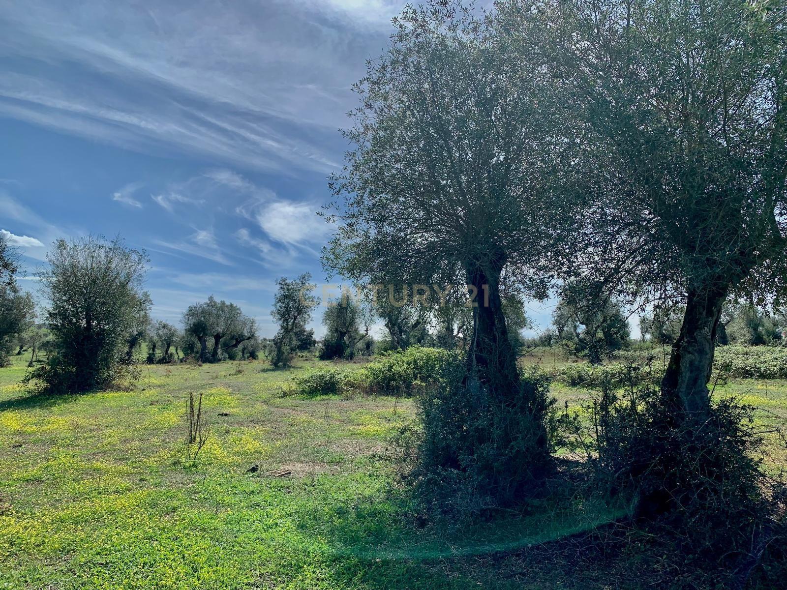 Herdade das Tapadas 87,50ha em Alter do Chão - Alentejo - Portugal - Image 46