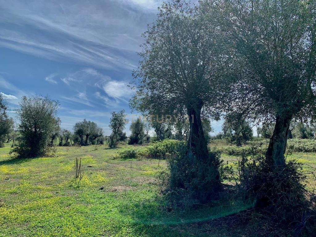 Herdade das Tapadas 87,50ha em Alter do Chão - Alentejo - Portugal - Image 46