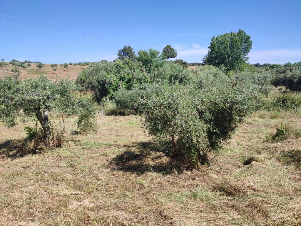 Terreno com água, Aldeia de Santa Margarida - Image 8