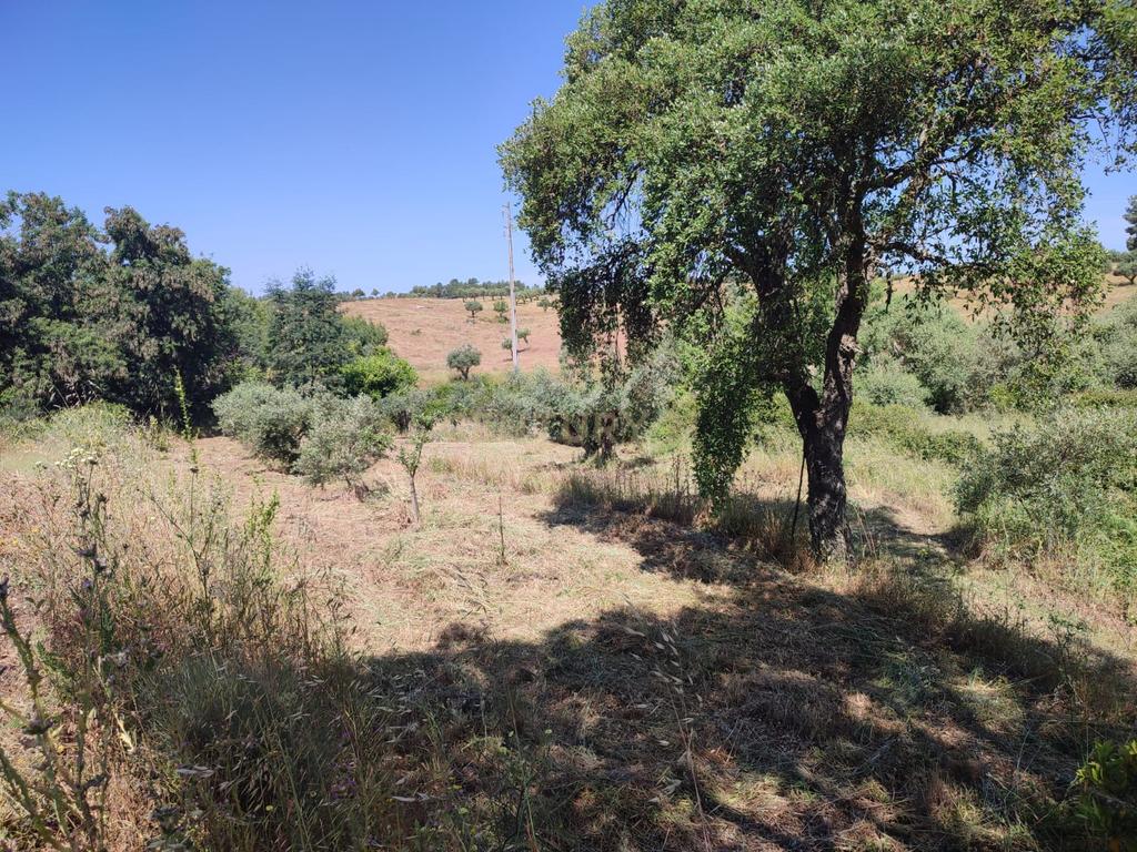 Terreno com água, Aldeia de Santa Margarida - Image 5