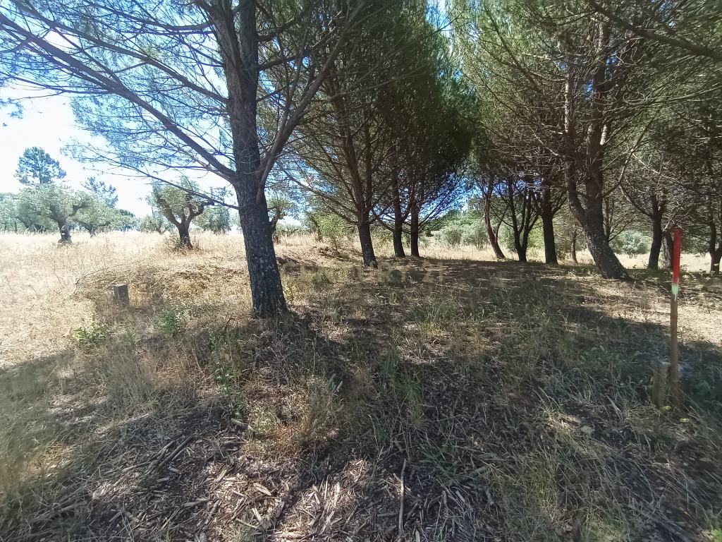 Terreno à venda em Serra e Junceira, Tomar - Image 8