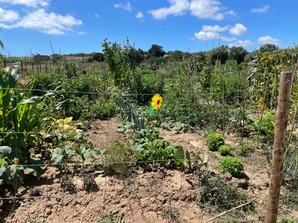 Lote (n.13) de Terreno para construção de moradia em Quinta do Texugo, em Sesimbra - Image 4