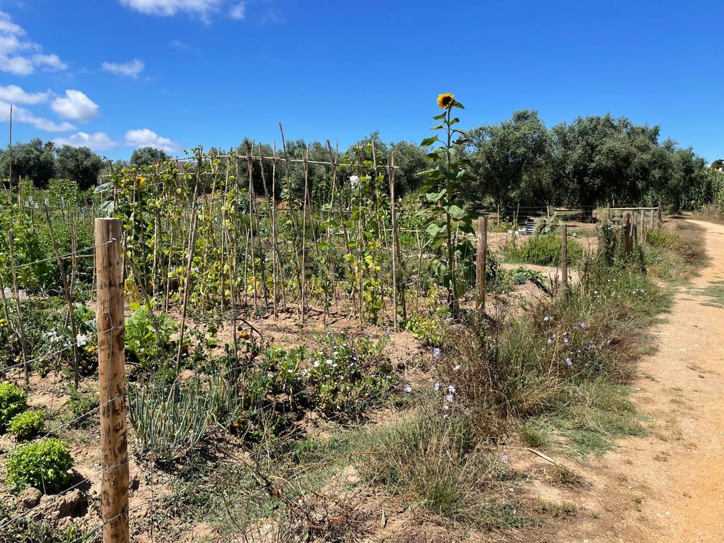 Lote (n.13) de Terreno para construção de moradia em Quinta do Texugo, em Sesimbra - Image 8
