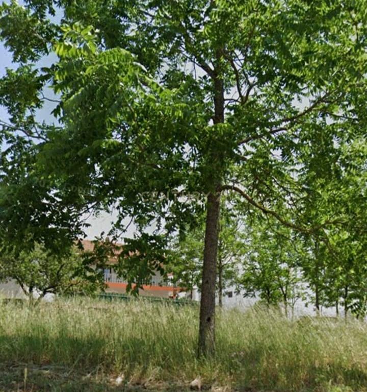 Terreno || Construção || Castanheira || Alcobaça - Image 12