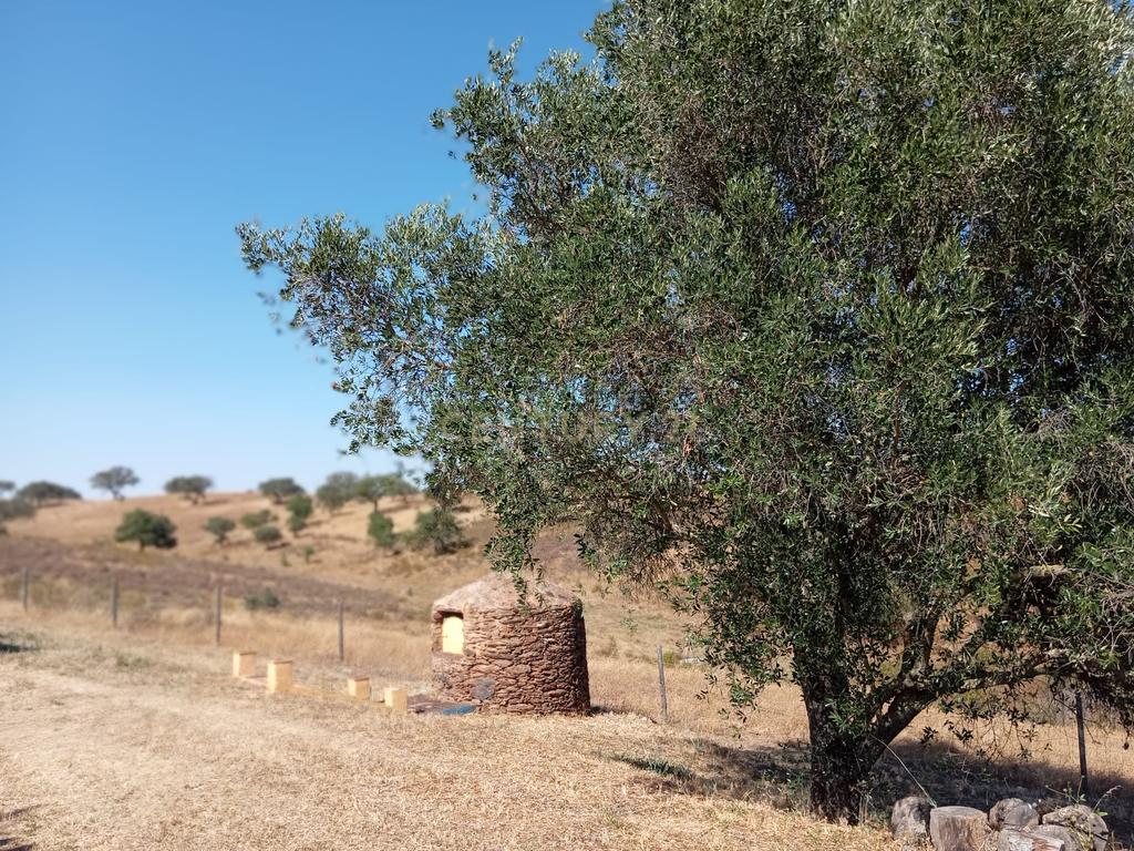 Monte em Serpa,  14 Hectares e moradia remodelada - Image 30