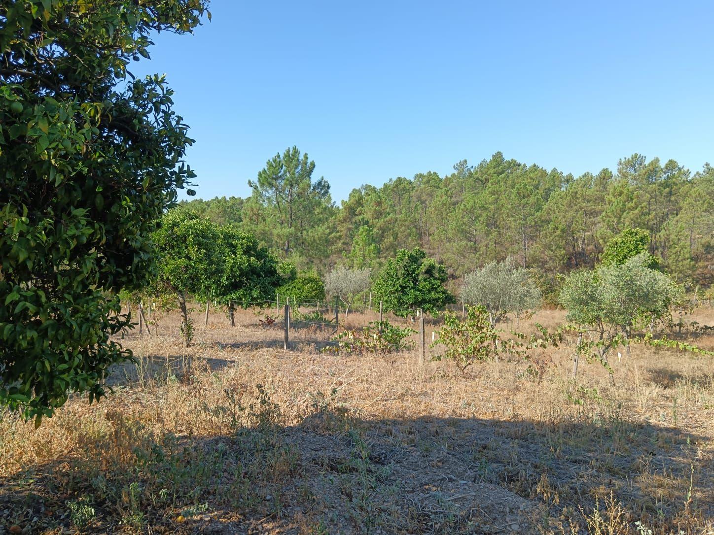 Moradia com terreno em Santo André das Tojeiras, Castelo Branco - Image 28