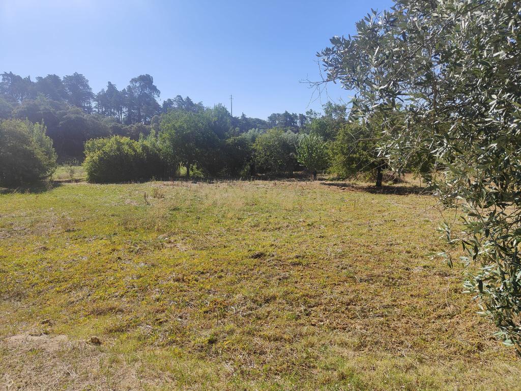 Terreno Chancelaria, Torres Novas - 12.680 m² - Image 6