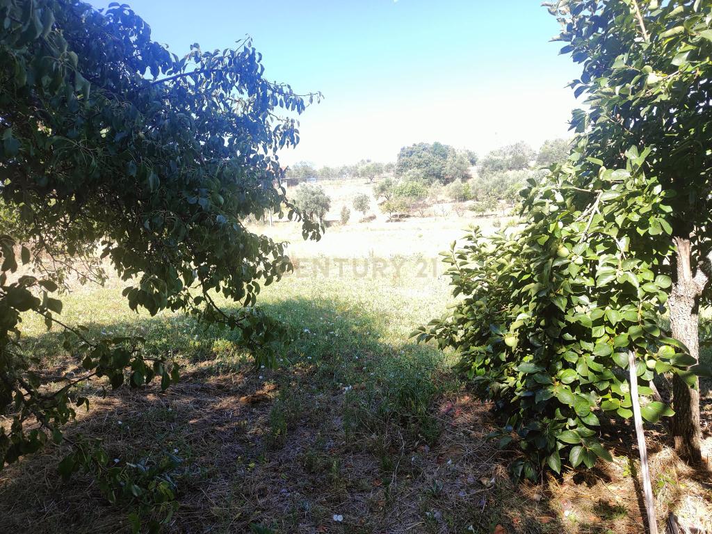 Terreno Chancelaria, Torres Novas - 12.680 m² - Image 10