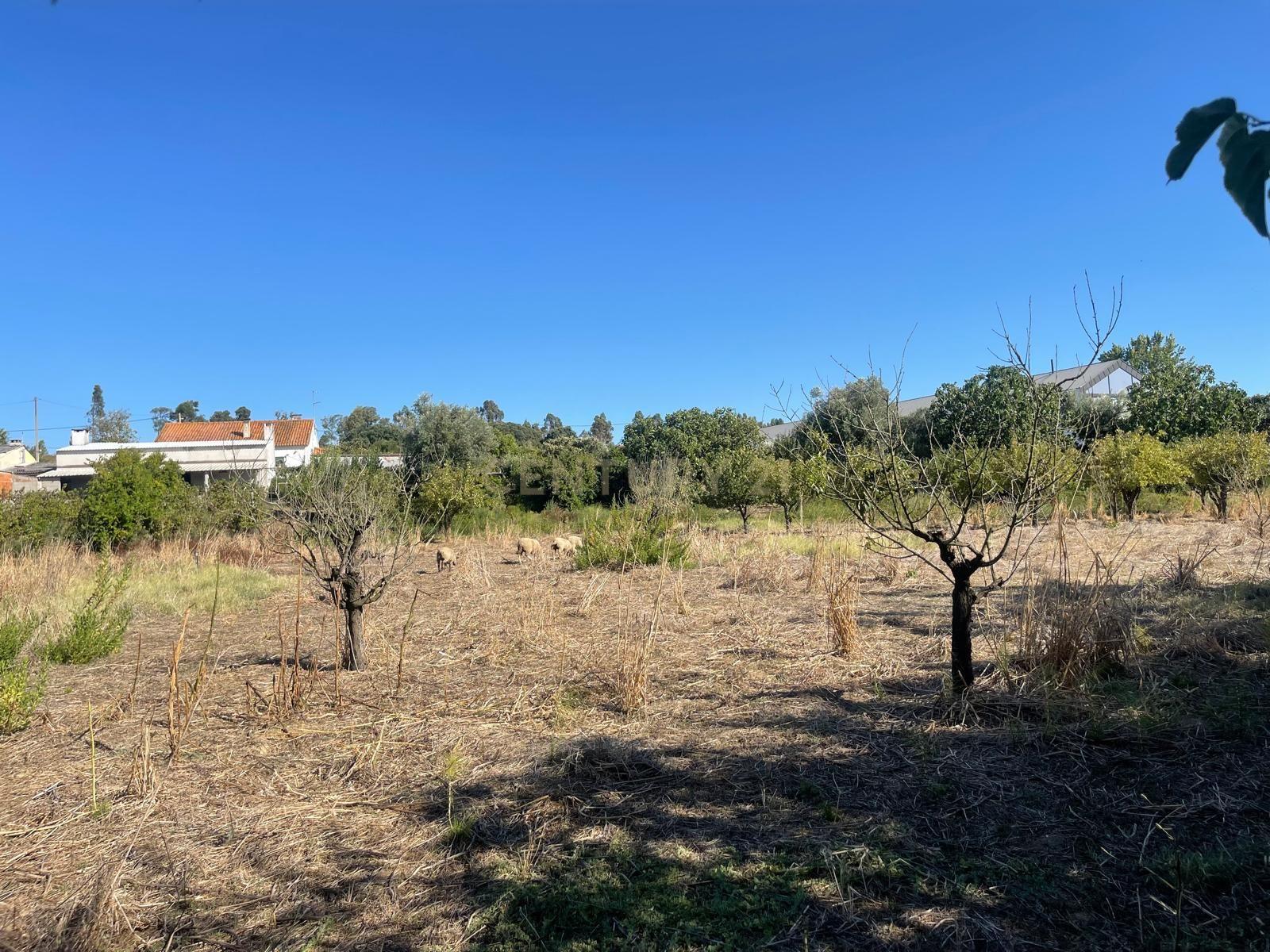 Quinta para venda na Atalaia, Vila Nova da Barquinha - Image 44