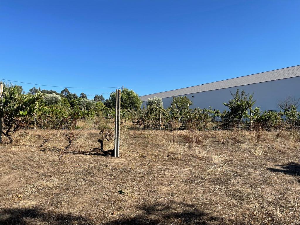 Quinta para venda na Atalaia, Vila Nova da Barquinha - Image 39
