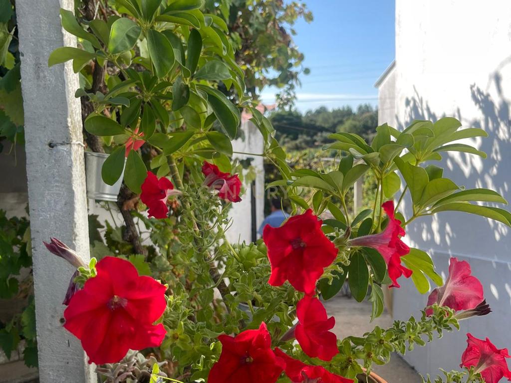 Quinta para venda na Atalaia, Vila Nova da Barquinha - Image 7
