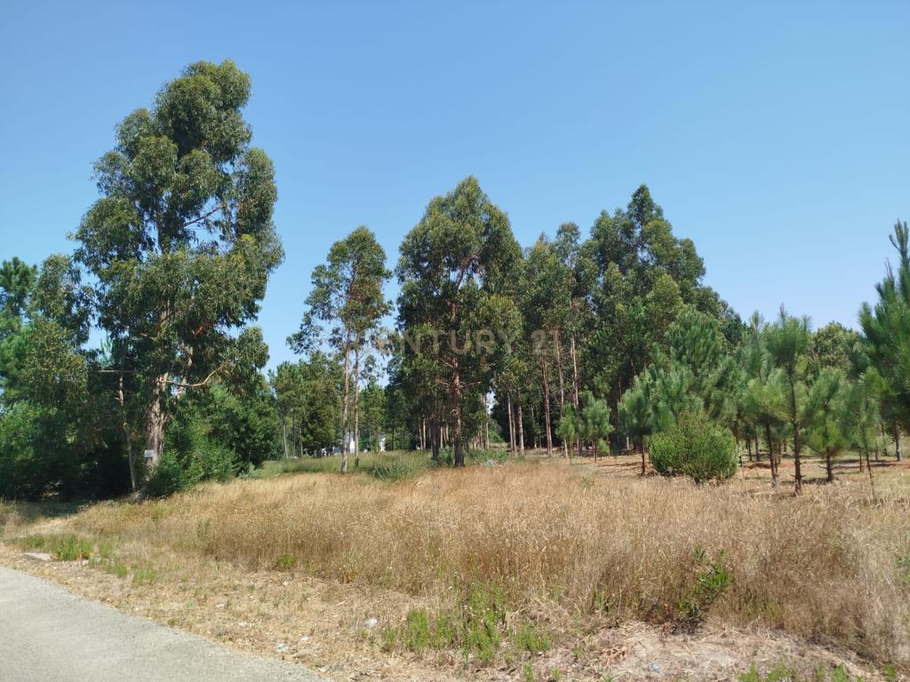 Terreno à Venda em Vagos, Aveiro - Oportunidade Única! - Image 7