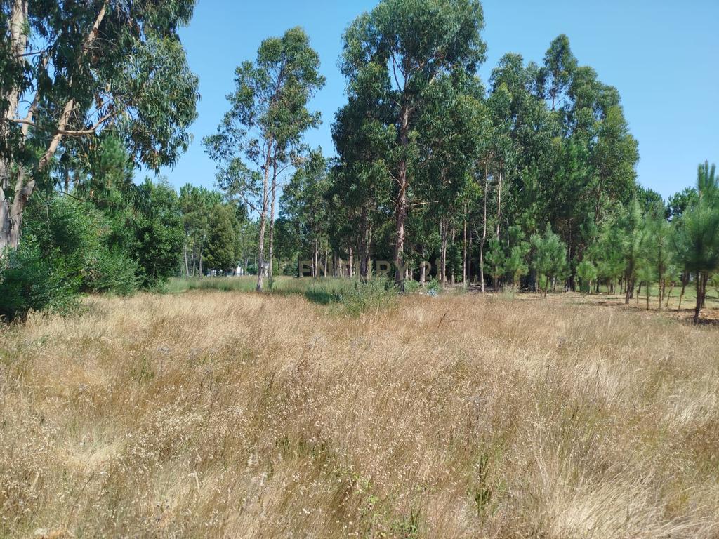 Terreno à Venda em Vagos, Aveiro - Oportunidade Única! - Image 12
