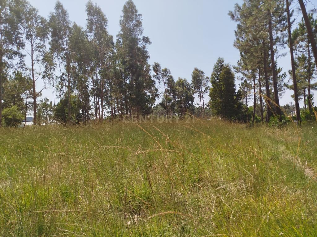 Terreno à Venda em Vagos, Aveiro - Oportunidade Única! - Image 11