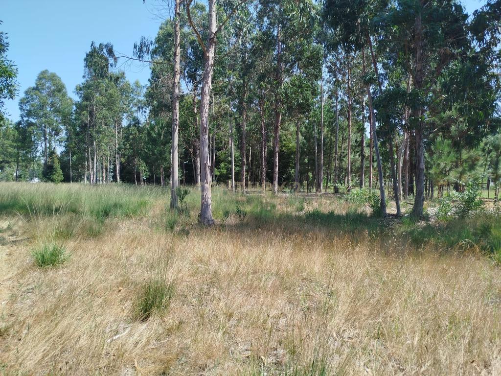 Terreno à Venda em Vagos, Aveiro - Oportunidade Única! - Image 5