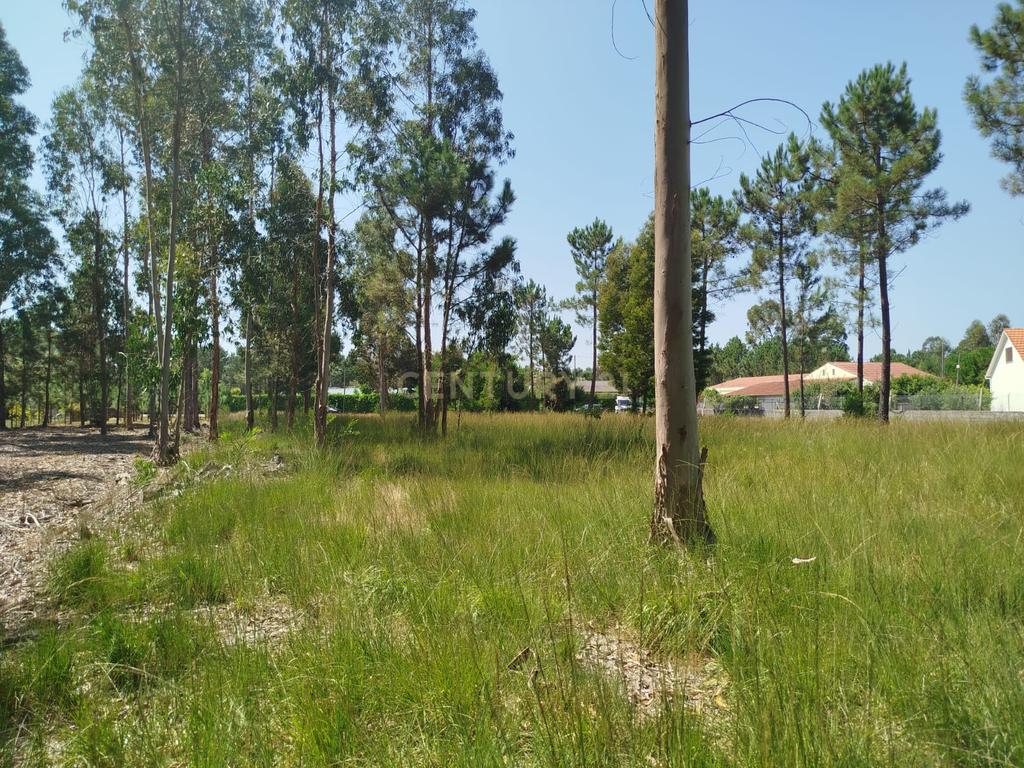 Terreno à Venda em Vagos, Aveiro - Oportunidade Única! - Image 1