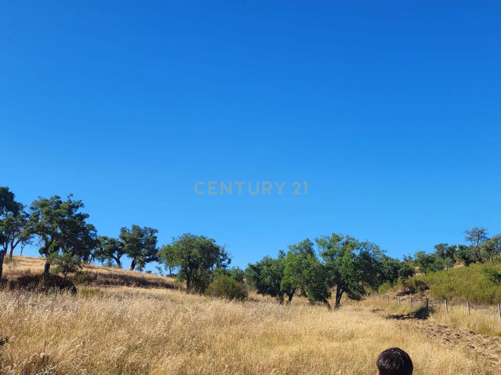 Monte Alentejano - viabilidade 6.000m2 p/ HOTEL RURAL ou 429m2 de HABITAÇÃO - Image 6