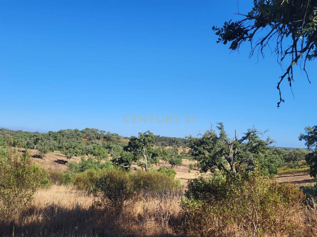 Monte Alentejano - viabilidade 6.000m2 p/ HOTEL RURAL ou 429m2 de HABITAÇÃO - Image 5