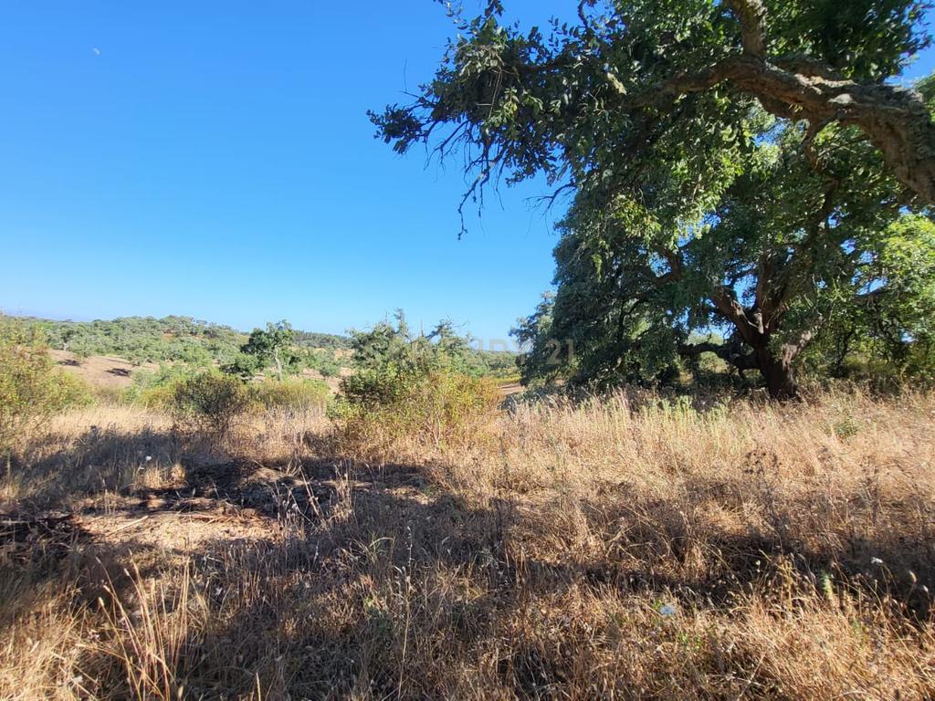 Monte Alentejano - viabilidade 6.000m2 p/ HOTEL RURAL ou 429m2 de HABITAÇÃO - Image 4