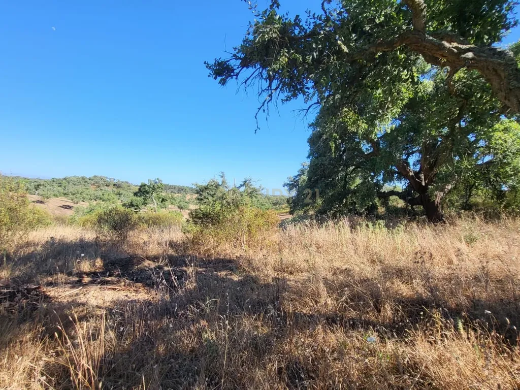 Monte Alentejano - viabilidade 6.000m2 p/ HOTEL RURAL ou 429m2 de HABITAÇÃO - Image 4