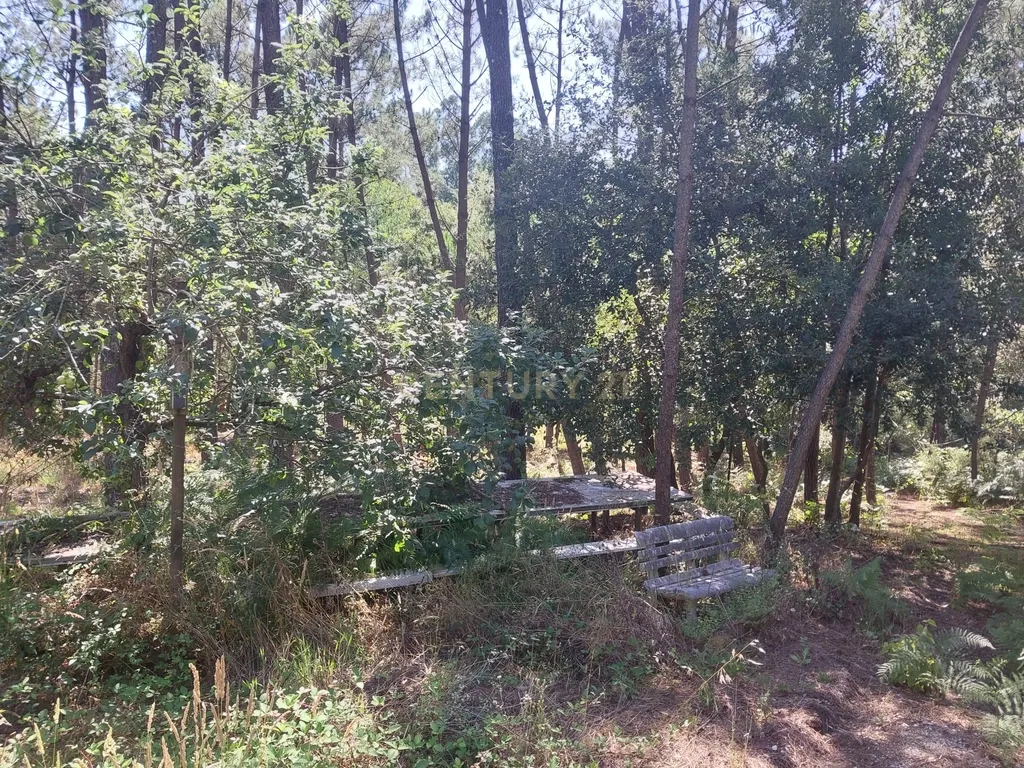 Terreno rústico com árvores de fruto em Telheiro-Maceira - Image 2