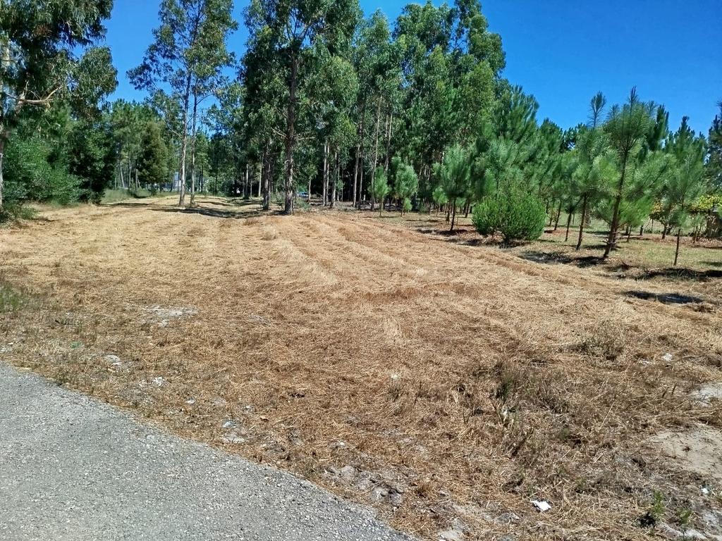 Terreno à Venda em Vagos, Aveiro - Oportunidade Única! - Image 3