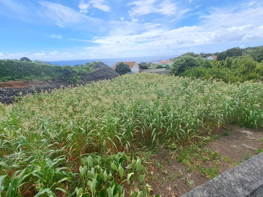 🌿 Terreno à Venda – Ilha do Pico, São Mateus (Madalena) 🌅 - Image 4