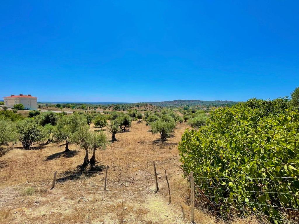 Terreno Misto | Portalegre - Image 6