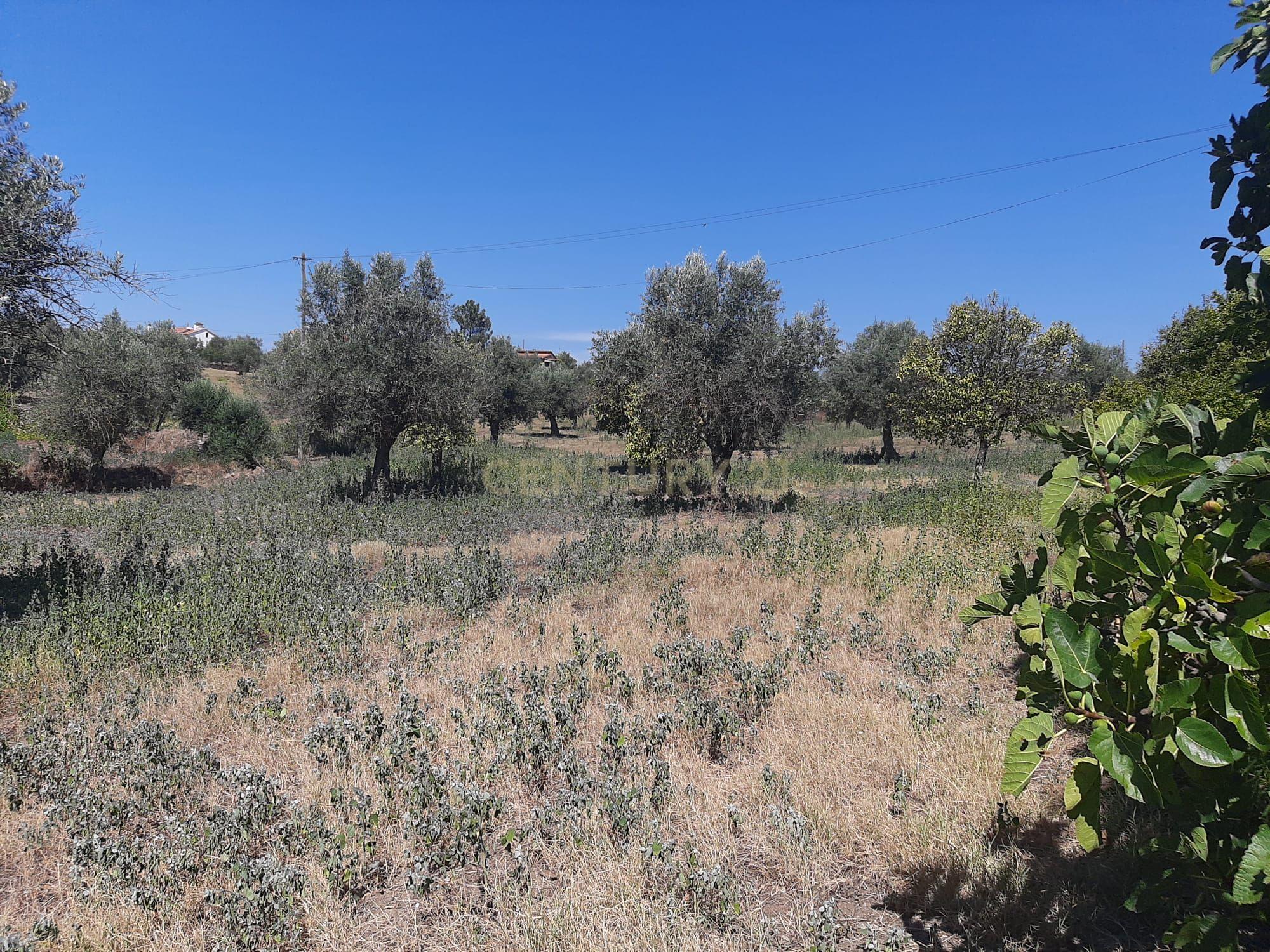 Quintinha com moradia de 10 assoalhadas e anexos, lote de 19.060m2, Mouriscas, Abrantes - Image 18