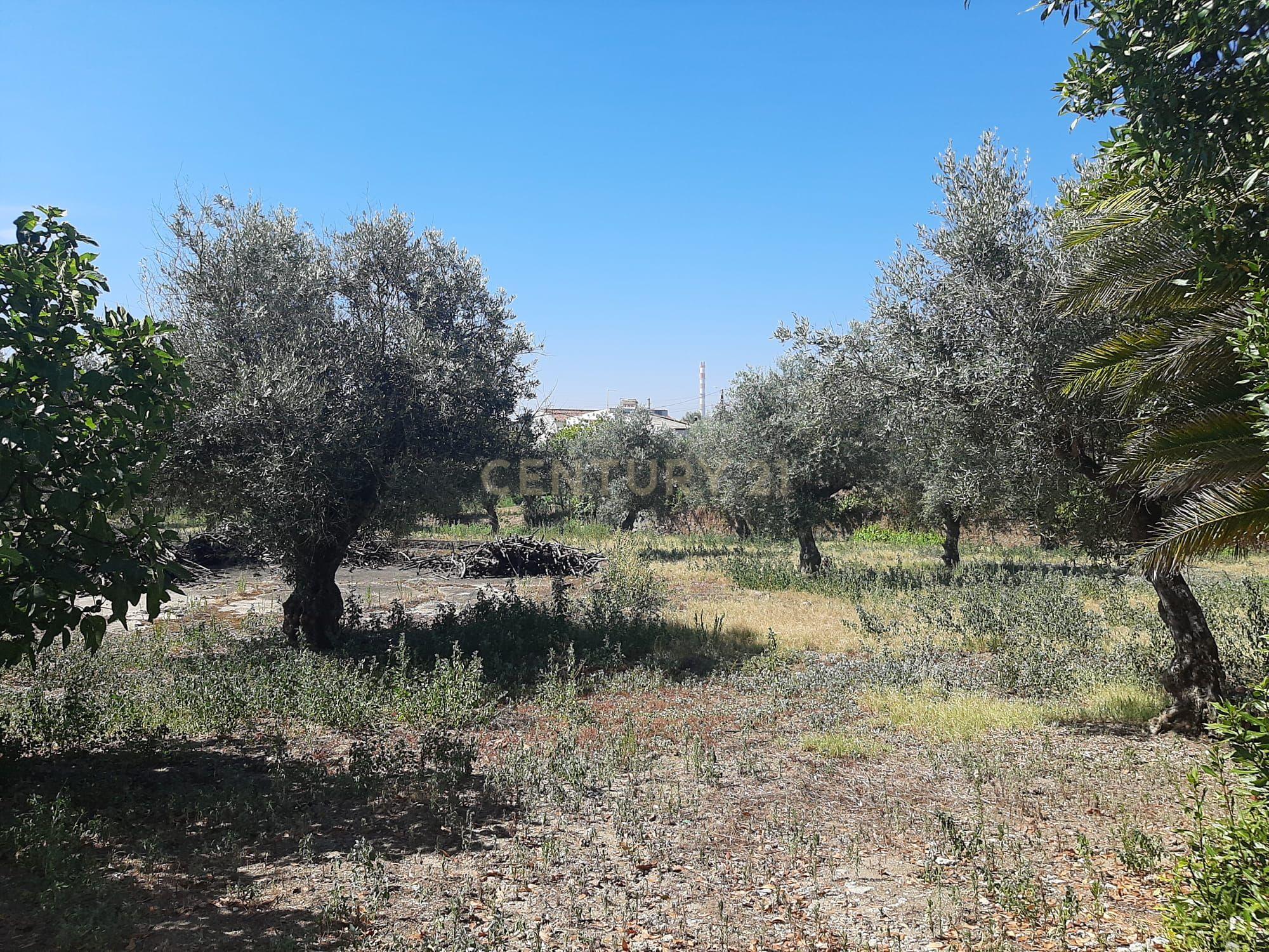 Quintinha com moradia de 10 assoalhadas e anexos, lote de 19.060m2, Mouriscas, Abrantes - Image 24