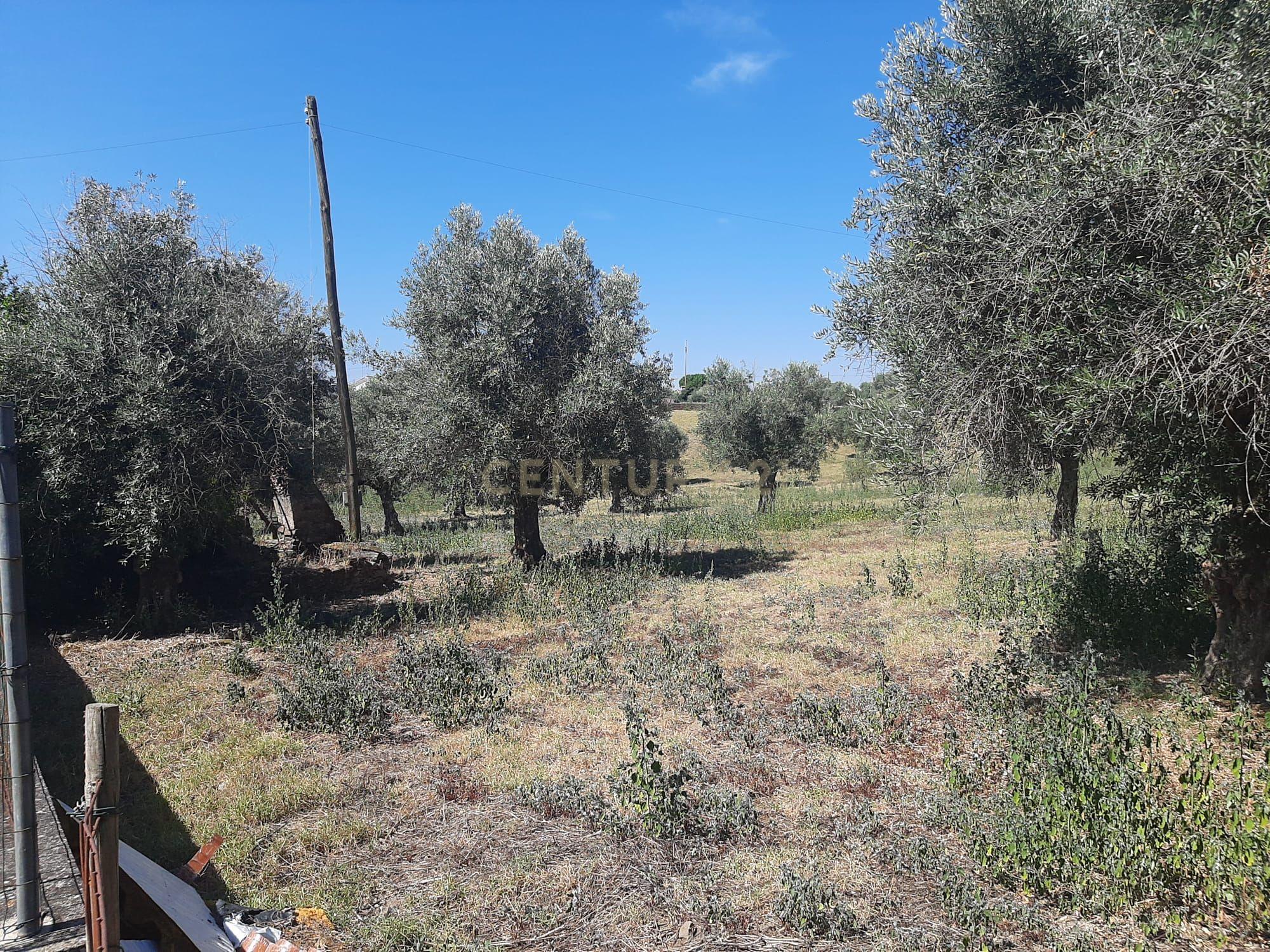 Quintinha com moradia de 10 assoalhadas e anexos, lote de 19.060m2, Mouriscas, Abrantes - Image 26