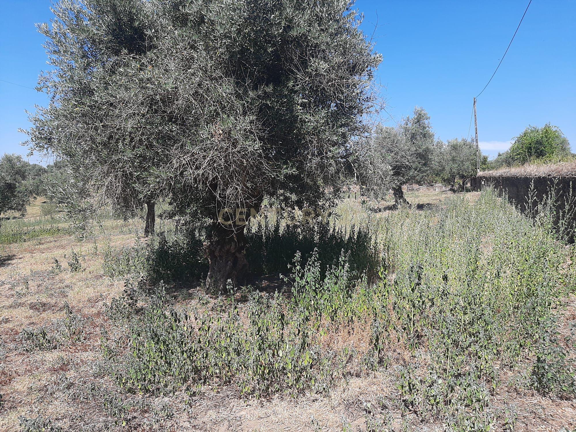Quintinha com moradia de 10 assoalhadas e anexos, lote de 19.060m2, Mouriscas, Abrantes - Image 25