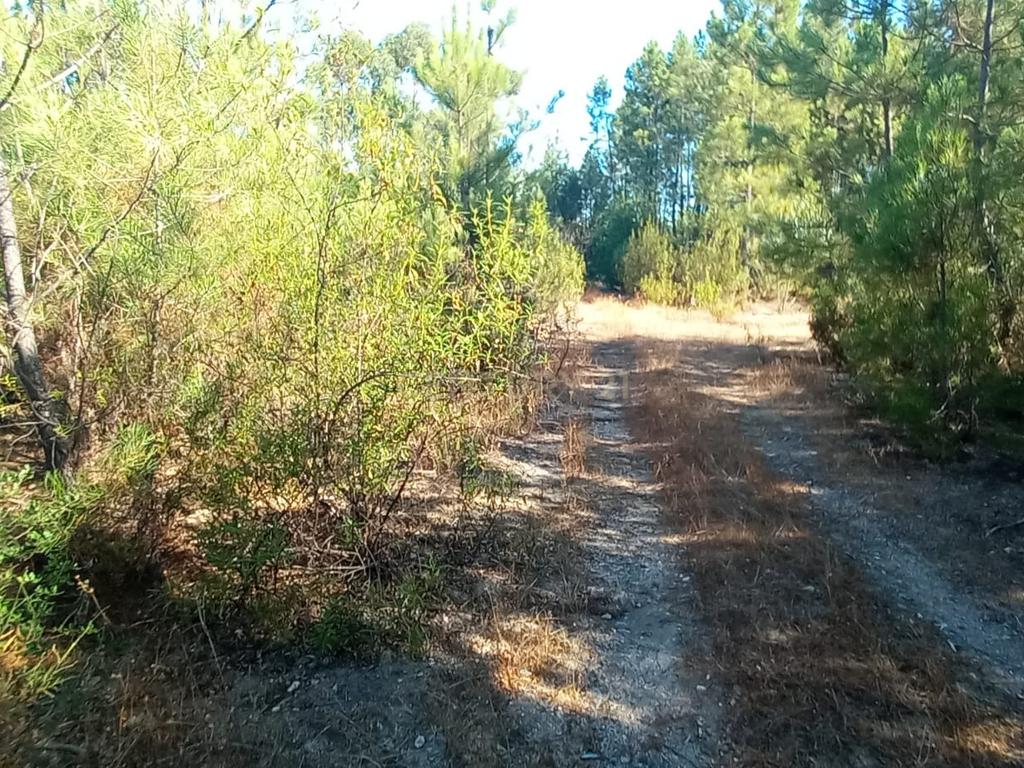 Terreno rustico com 1360m2 Vale das Ovelhas - Image 6