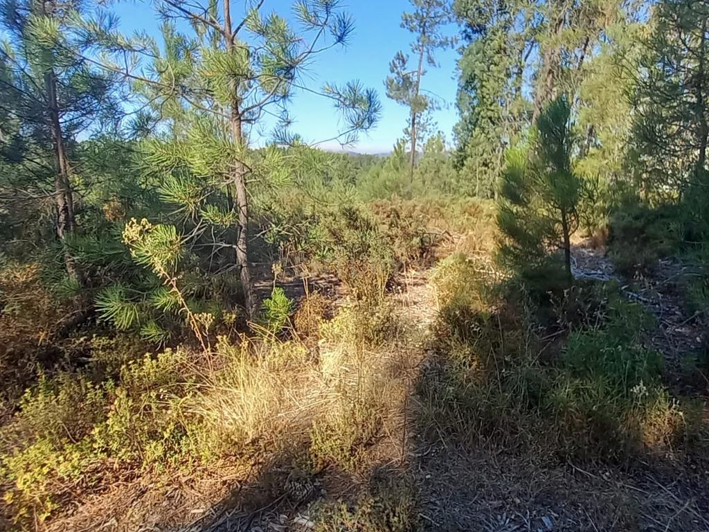 Terreno rustico com 1360m2 Vale das Ovelhas - Image 8