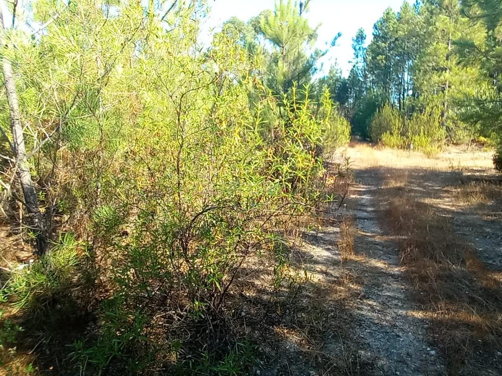 Terreno rustico com 1360m2 Vale das Ovelhas - Image 2