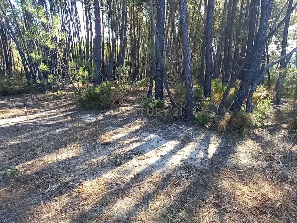 Terreno rustico com 1360m2 Vale das Ovelhas - Image 1