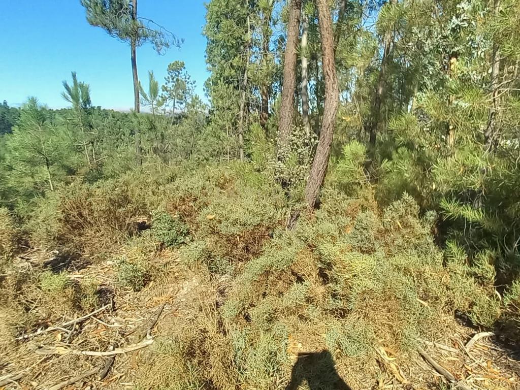 Terreno rustico com 1360m2 Vale das Ovelhas - Image 7