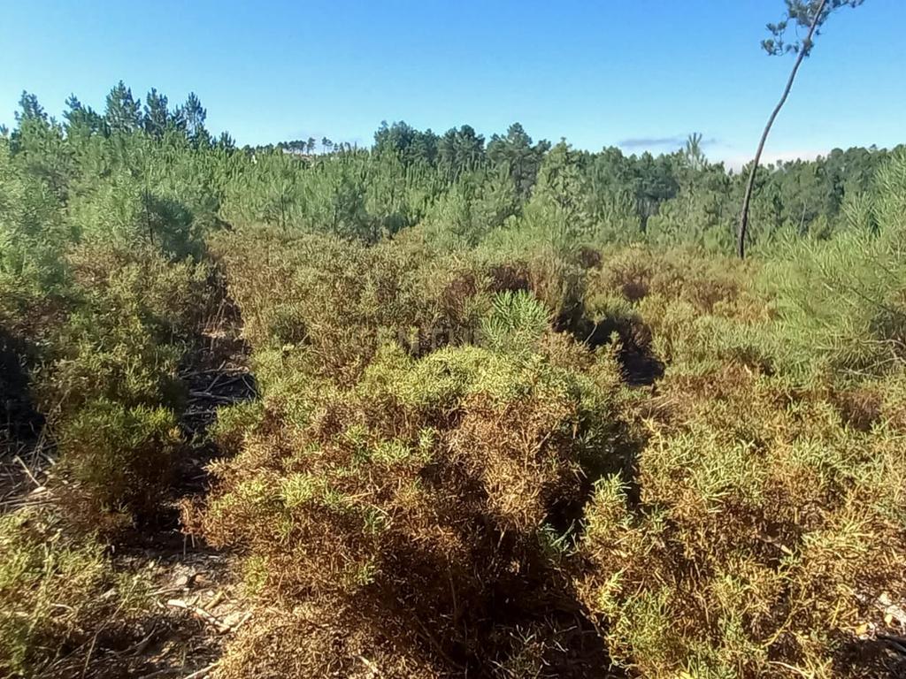 Terreno rustico com 1360m2 Vale das Ovelhas - Image 3
