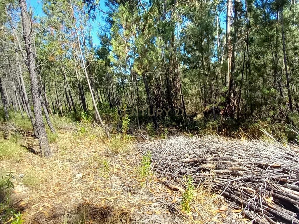 Terreno Rustico com 10200m2 em Vale das Ovelhas - Image 6