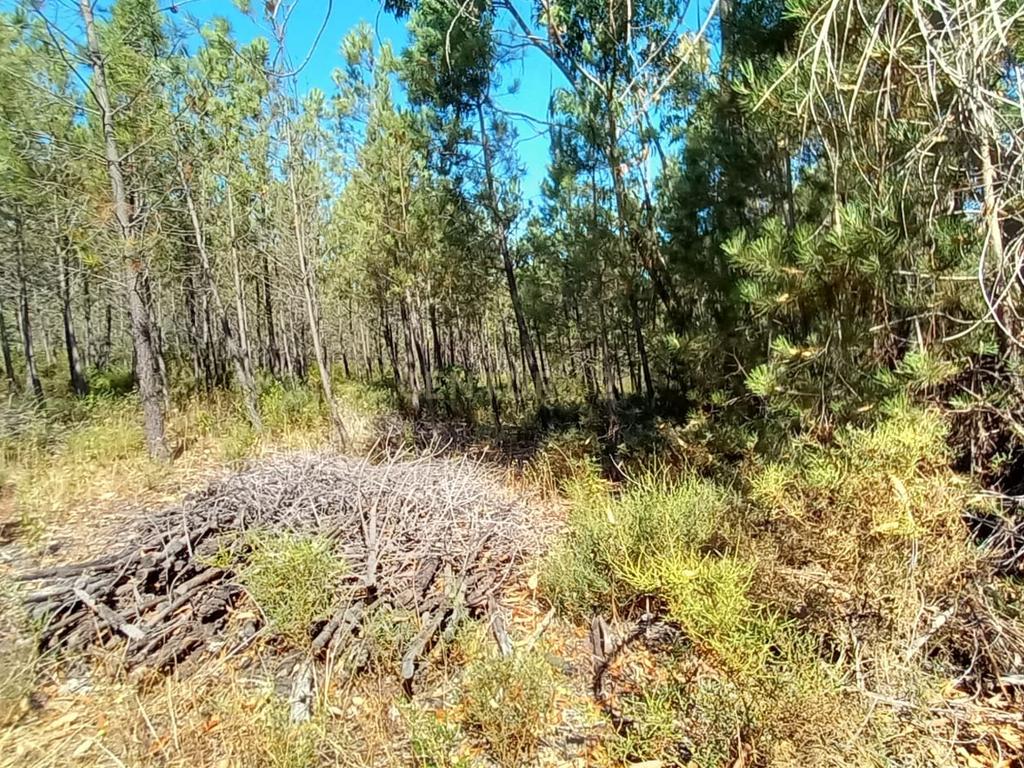Terreno Rustico com 10200m2 em Vale das Ovelhas - Image 8