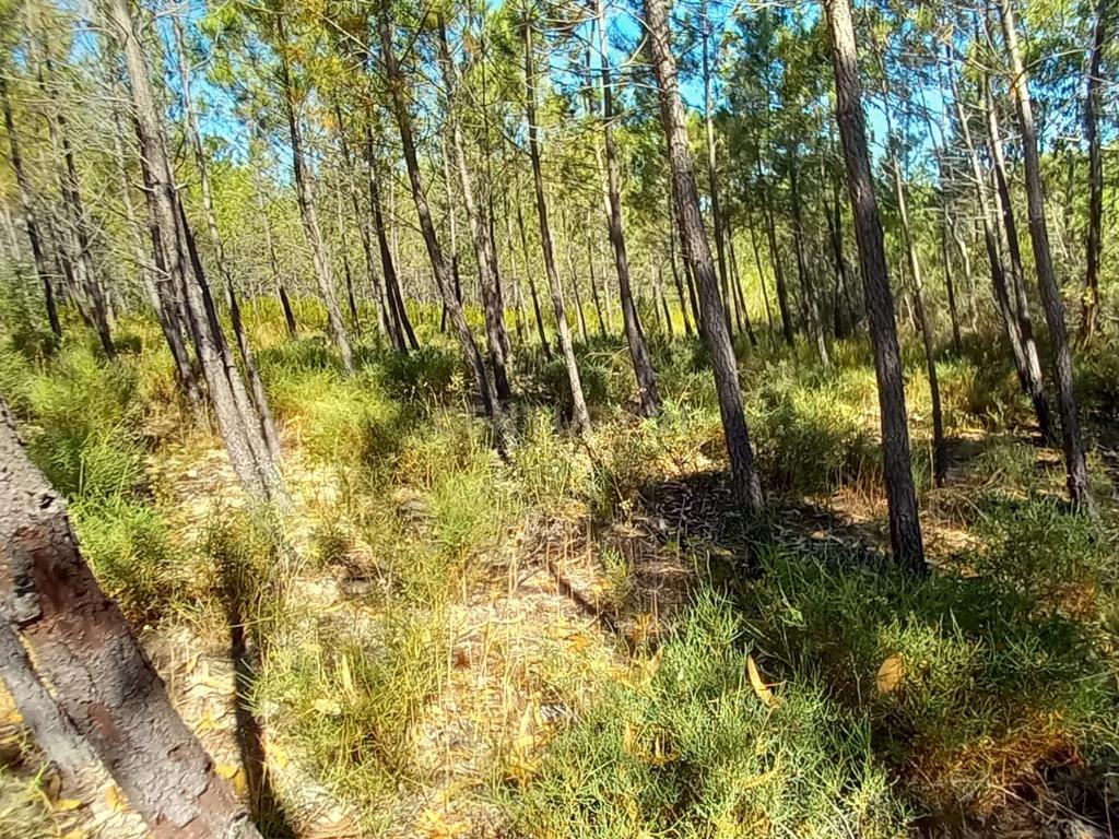 Terreno Rustico com 10200m2 em Vale das Ovelhas - Image 4