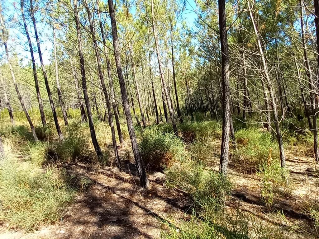 Terreno Rustico com 10200m2 em Vale das Ovelhas - Image 3