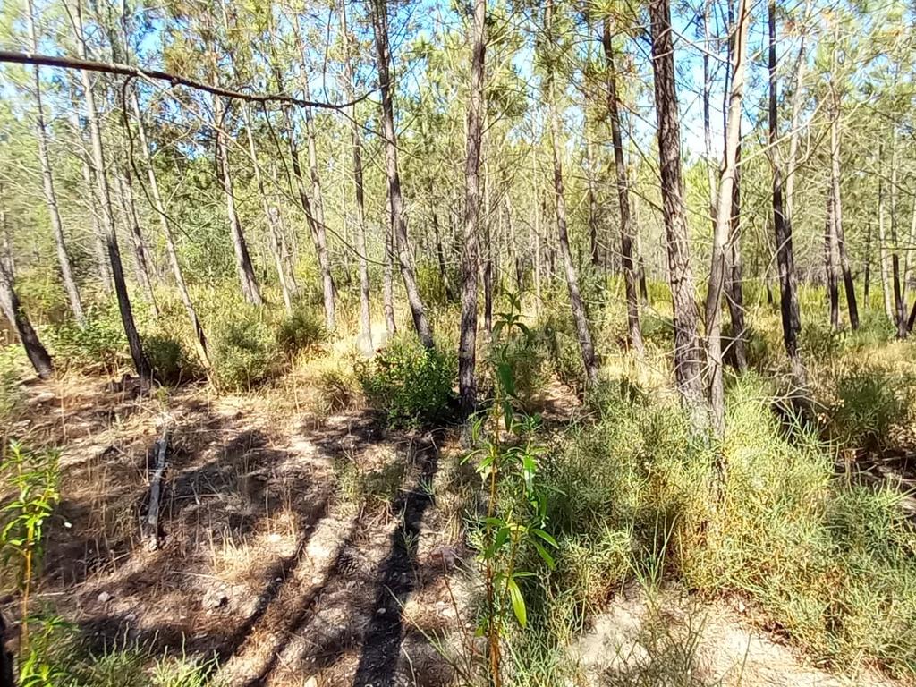 Terreno Rustico com 10200m2 em Vale das Ovelhas - Image 2
