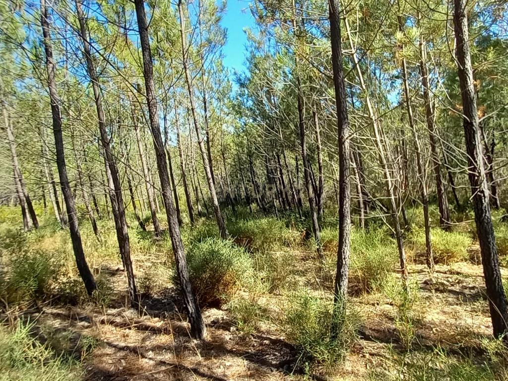 Terreno Rustico com 10200m2 em Vale das Ovelhas - Image 11