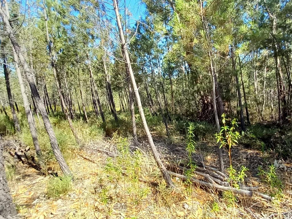 Terreno Rustico com 10200m2 em Vale das Ovelhas - Image 5